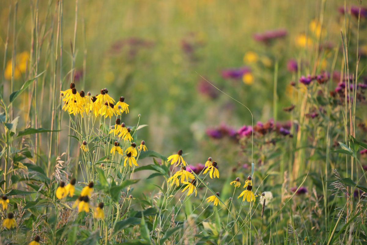 Yellow coneflowers and blazing star in a restored tallgrass prairie at low evening sun.