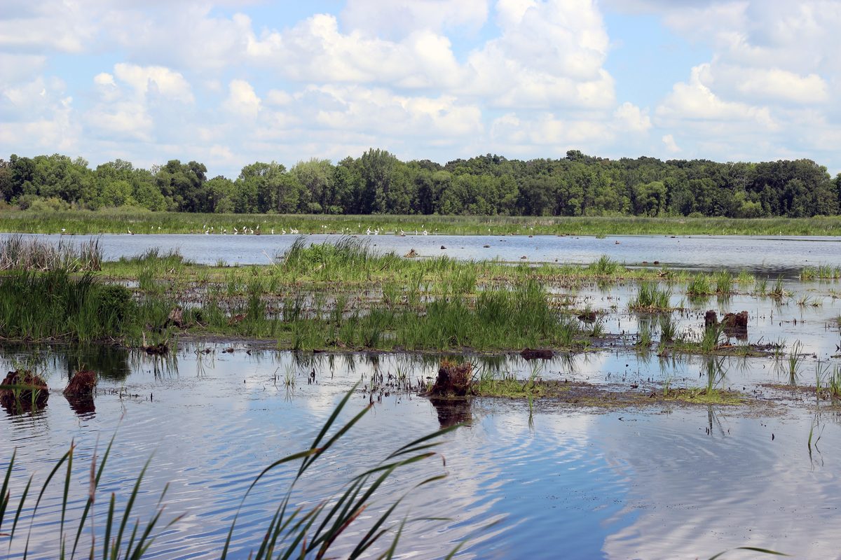 Great egrets feeding in a restored shallow-water wetland, emergent sedges and old stumps breaking the surface, midsummer.